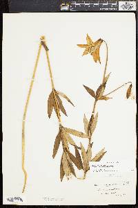 Lilium canadense subsp. editorum image