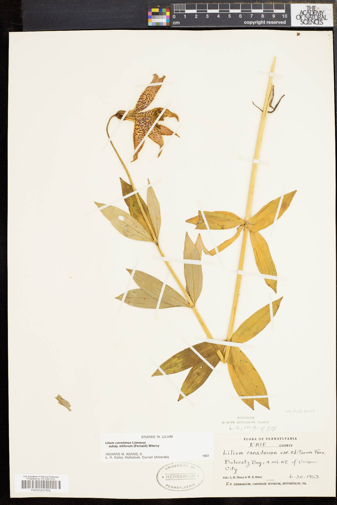 Lilium canadense var. editorum image