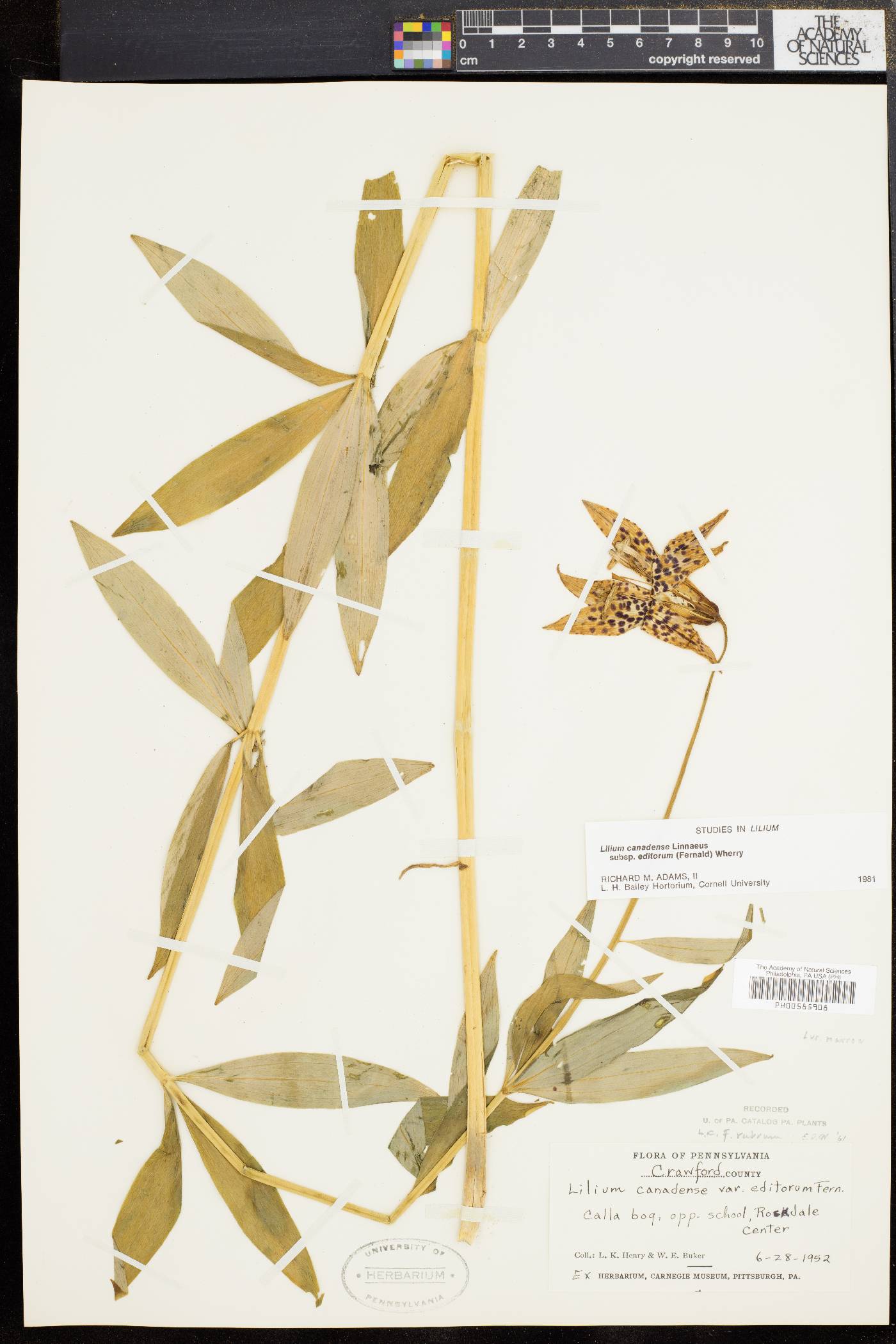 Lilium canadense image