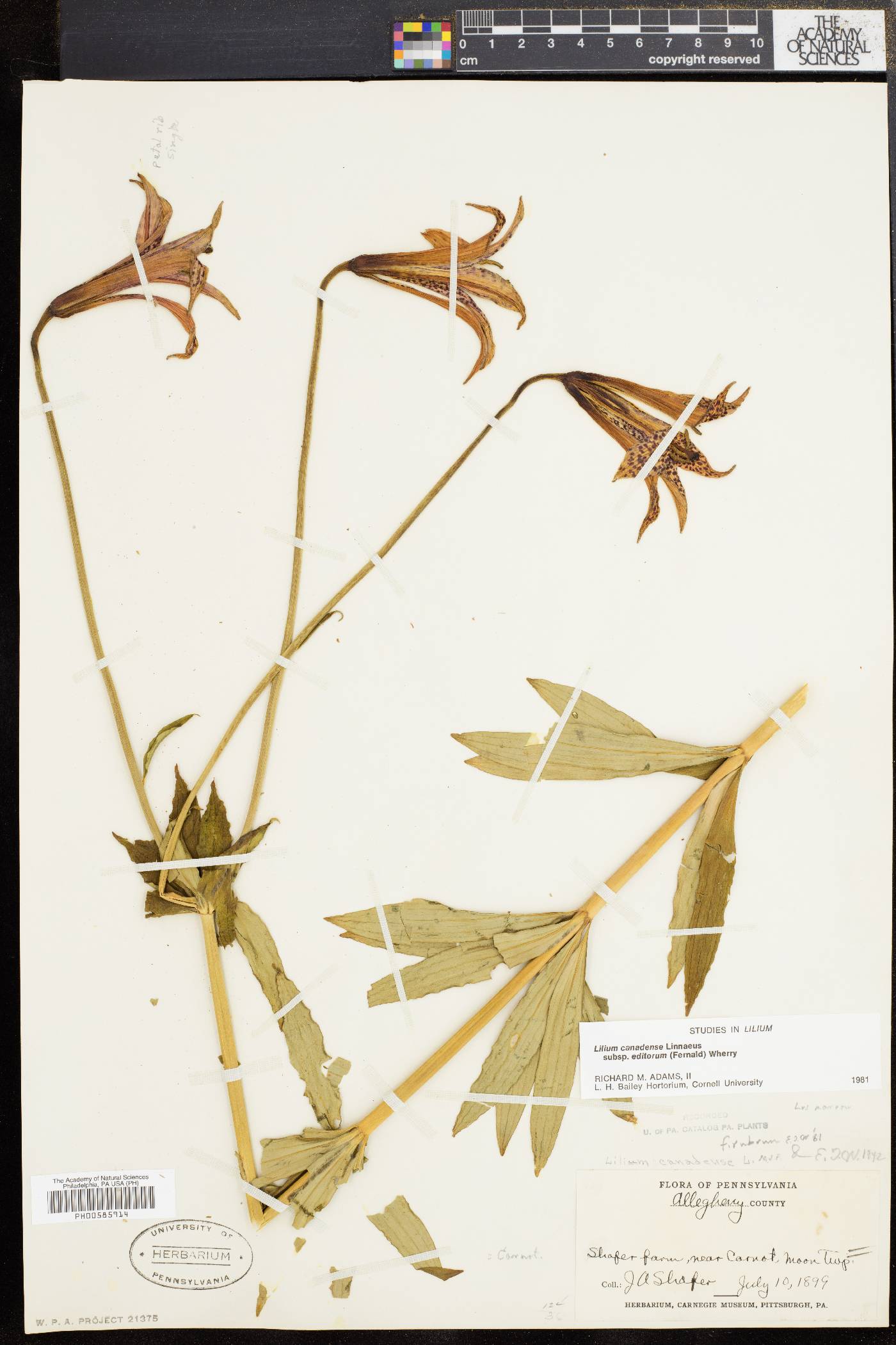 Lilium canadense image