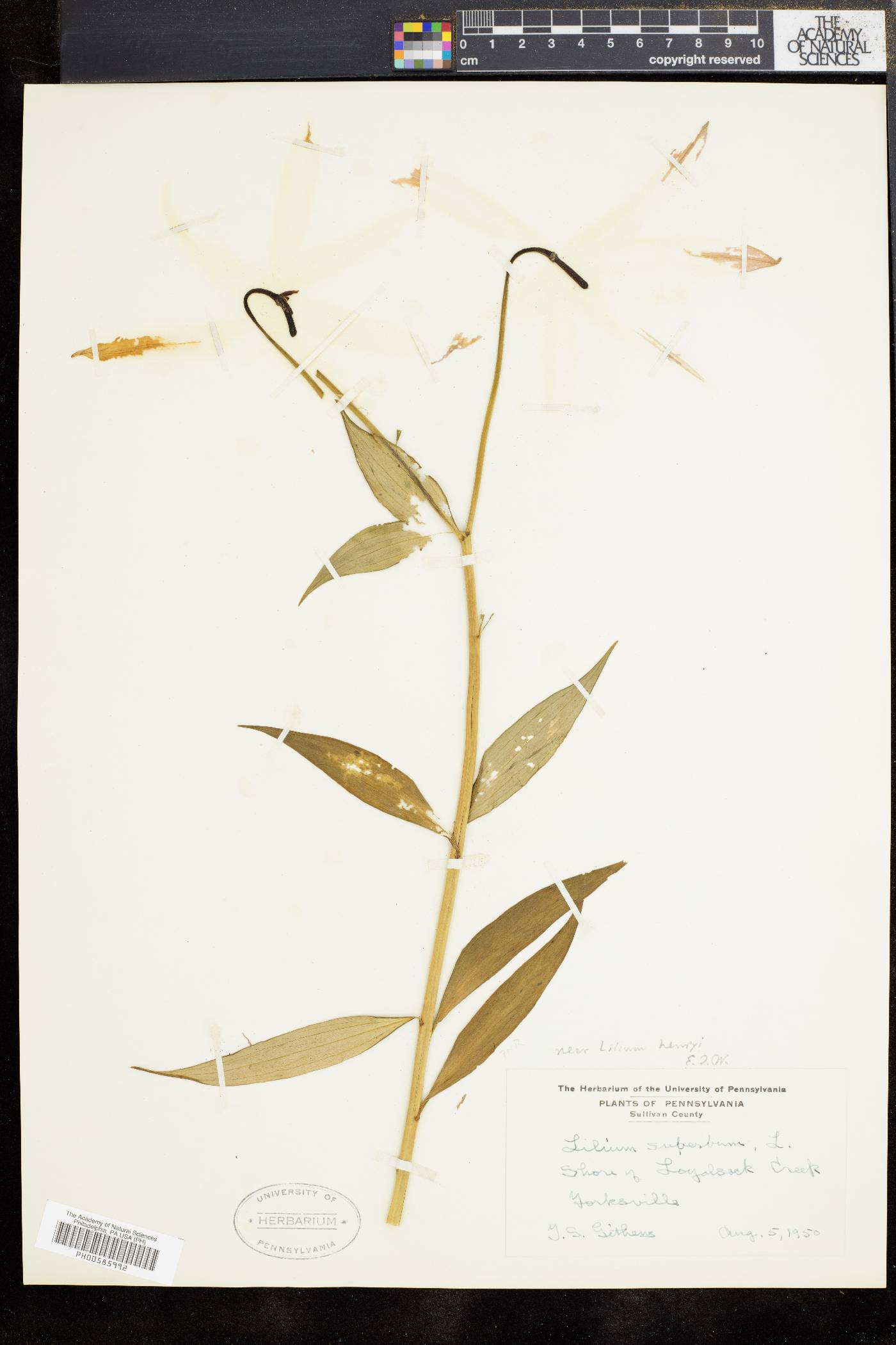 Lilium henryi image