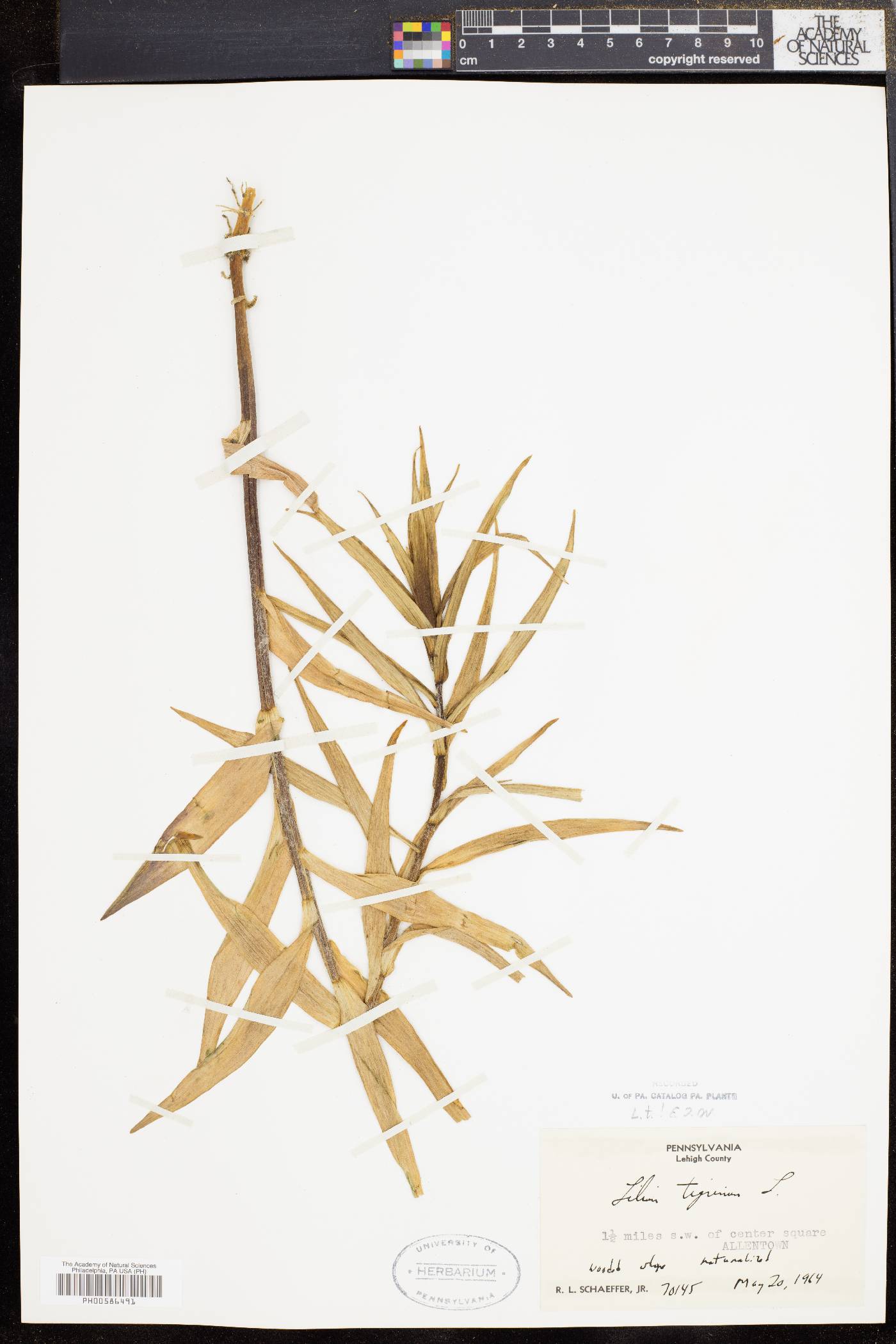 Lilium tigrinum image