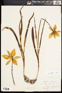 Tulipa sylvestris image