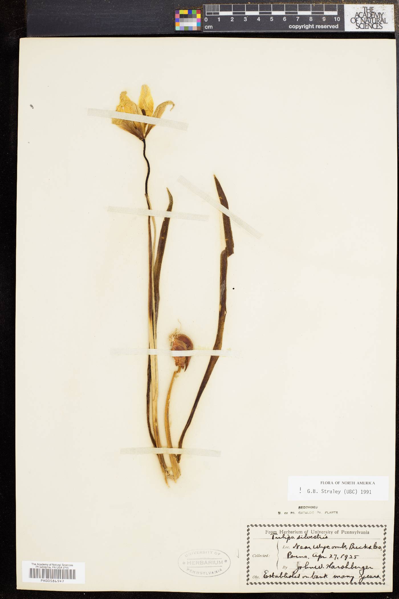 Tulipa sylvestris image