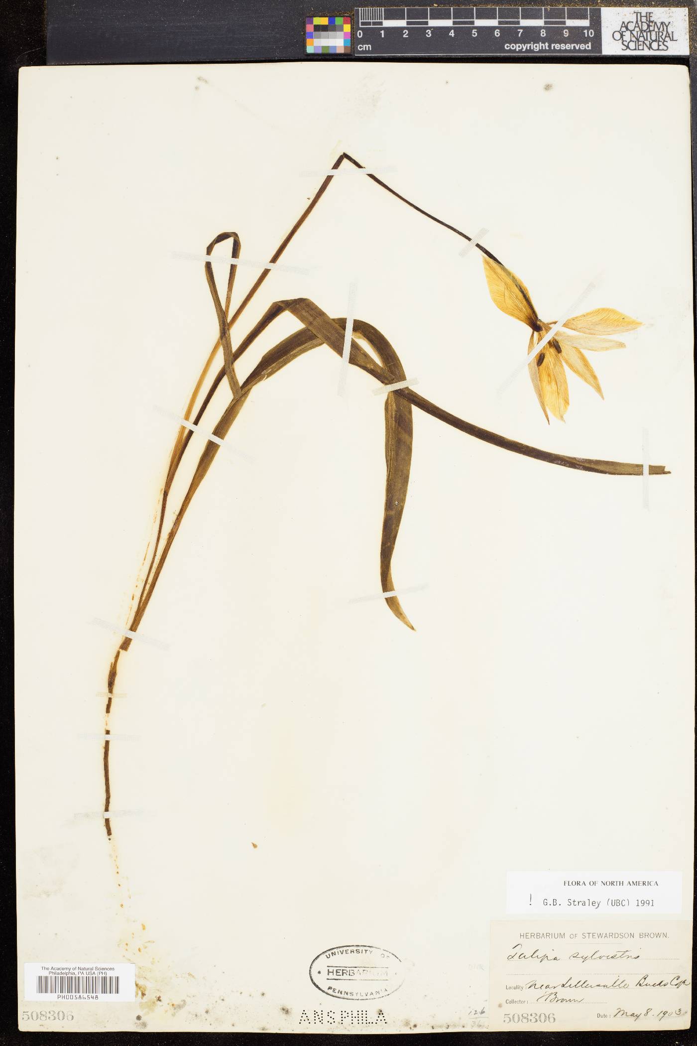 Tulipa sylvestris image