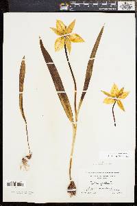 Tulipa sylvestris image