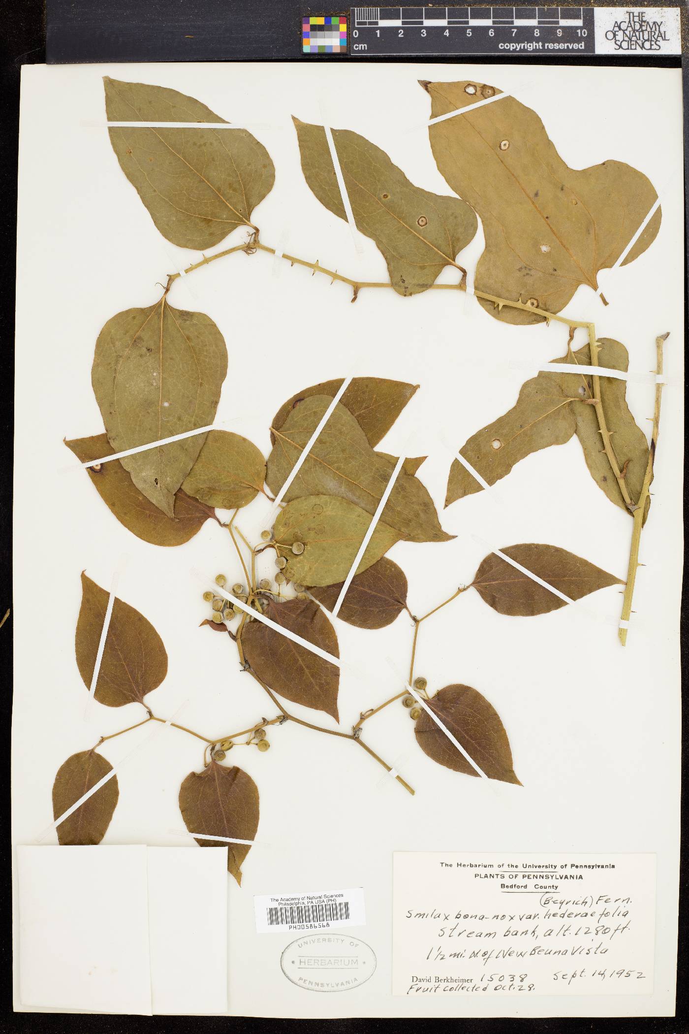 Smilax bona-nox var. hederifolia image