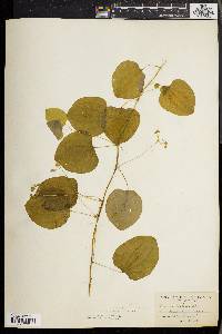 Smilax herbacea image