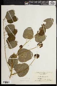 Smilax herbacea image