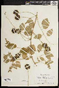 Smilax herbacea image