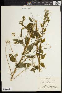 Smilax herbacea image