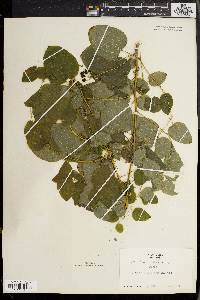 Smilax herbacea image