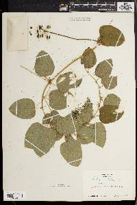 Smilax herbacea image