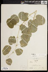 Smilax herbacea image