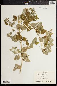 Smilax herbacea image