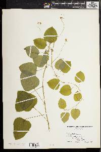 Smilax herbacea image