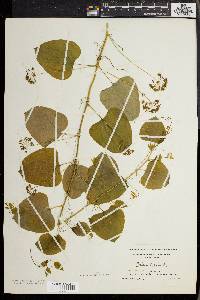 Smilax herbacea image