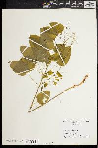 Smilax herbacea image