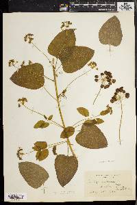 Smilax herbacea image