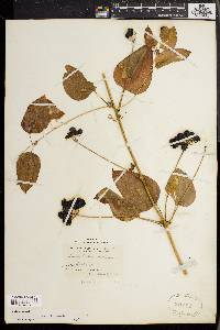 Smilax herbacea image