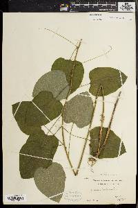 Smilax herbacea image