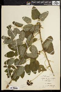 Smilax herbacea image