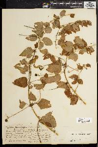 Smilax herbacea image