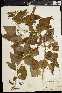 Smilax herbacea image