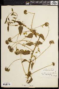 Smilax herbacea image