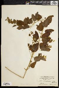 Smilax herbacea image