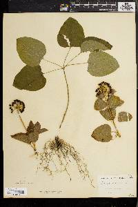 Smilax herbacea image