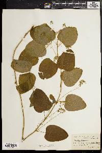 Smilax herbacea image