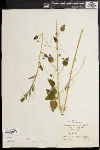 Smilax herbacea image