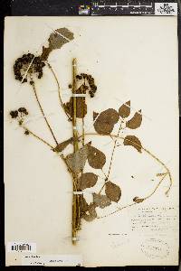 Smilax herbacea image