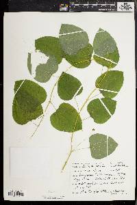 Smilax herbacea image