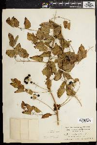 Smilax herbacea image