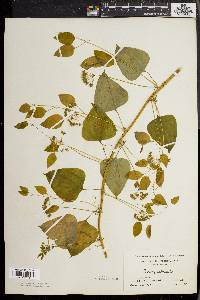 Smilax herbacea image