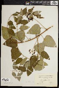 Smilax herbacea image