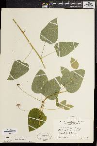 Smilax herbacea image