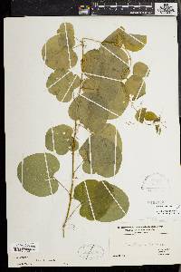 Smilax herbacea image