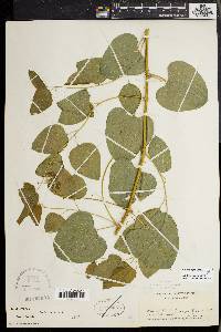 Smilax herbacea image