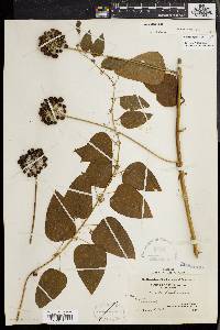 Smilax herbacea image