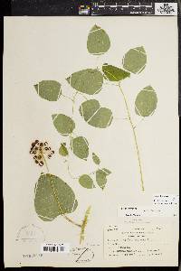 Smilax herbacea image