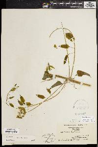 Smilax herbacea image