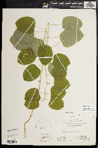 Smilax herbacea image