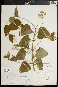 Smilax herbacea image