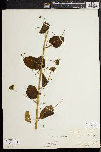 Smilax herbacea image