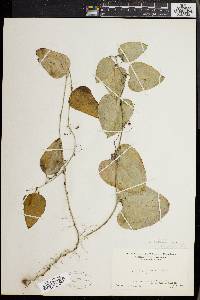 Smilax glauca var. leurophylla image