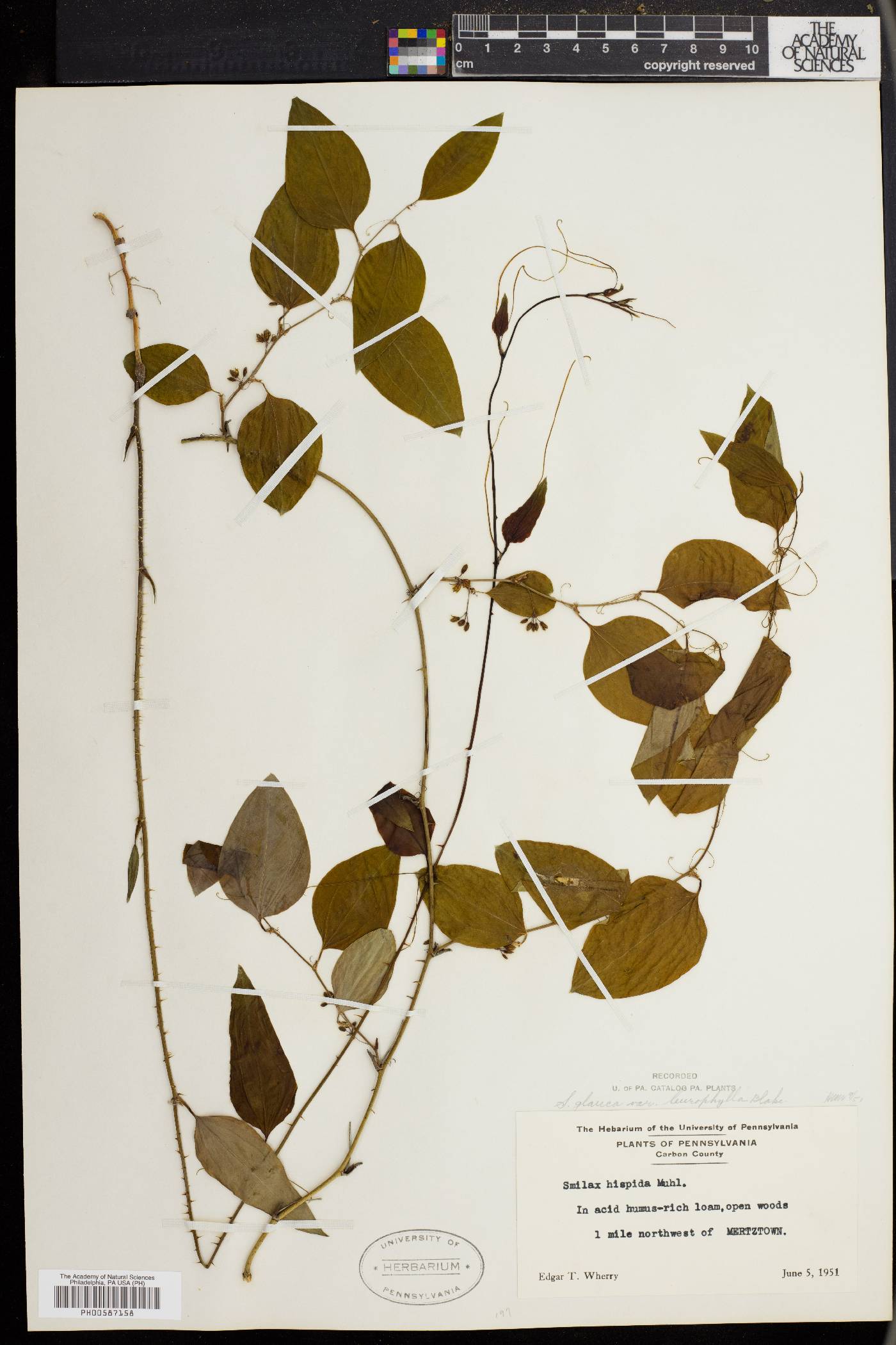 Smilax glauca var. leurophylla image