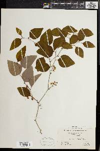 Smilax glauca var. leurophylla image